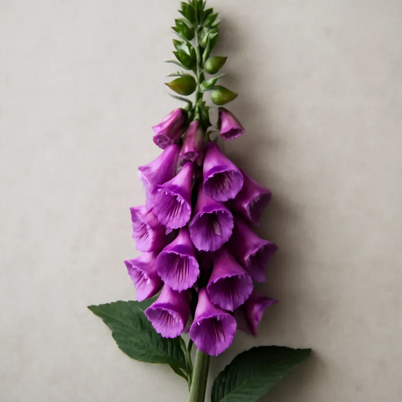 Fingerhut – klassisch – Bild 1