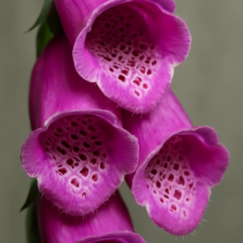 Fingerhut – klassisch – Bild 2