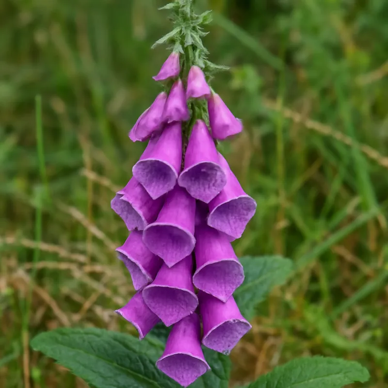 Fingerhut – klassisch – Bild 4