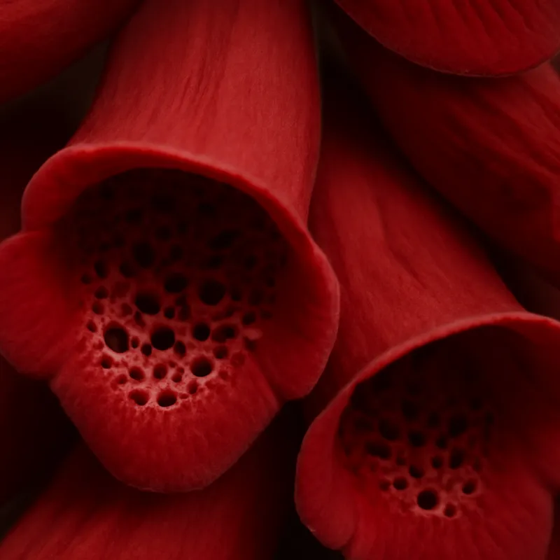 Fingerhut – rot – Bild 2