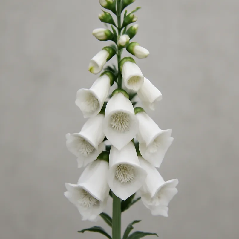 Fingerhut – weiss – Bild 1