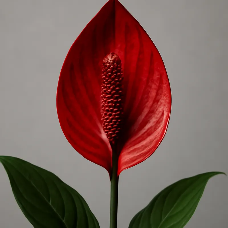 Friedenslilie – weiss – Bild 1