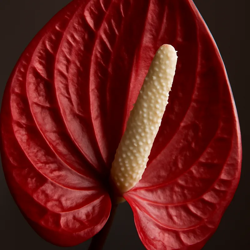 Friedenslilie – weiss – Bild 2