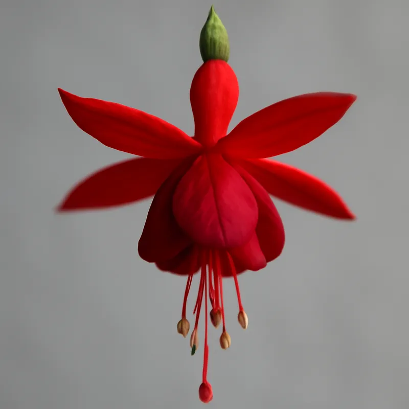 Fuchsia – rot – Bild 1