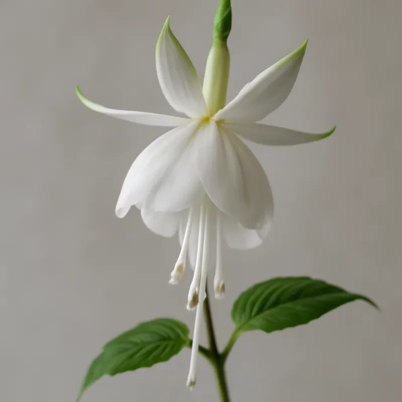 Fuchsia – weiss – Bild 1