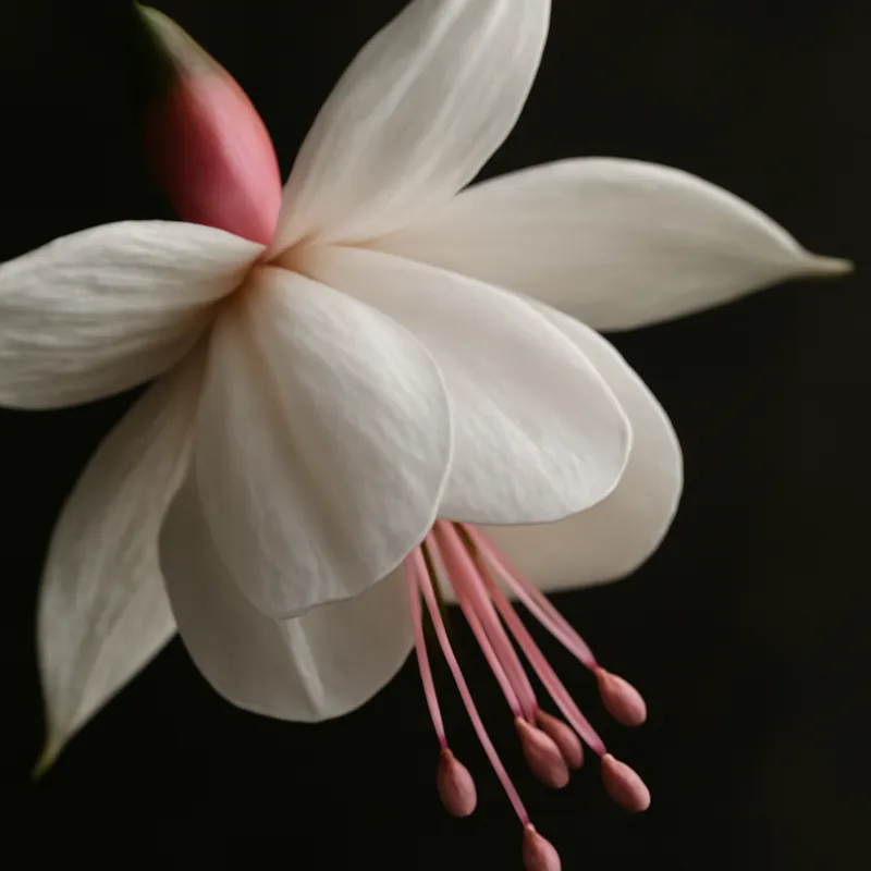 Fuchsia – weiss – Bild 2