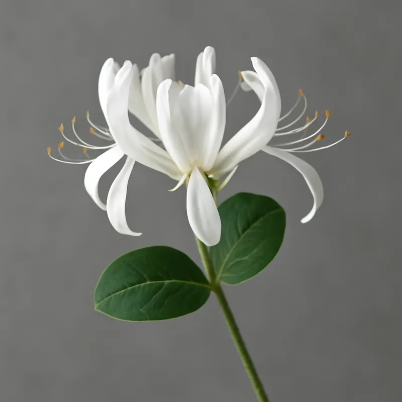 Geißblatt – weiss – Bild 1