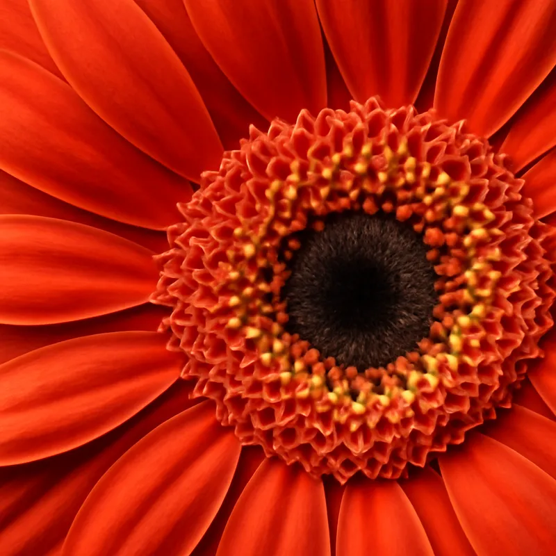 Gerbera – klassisch – Bild 2