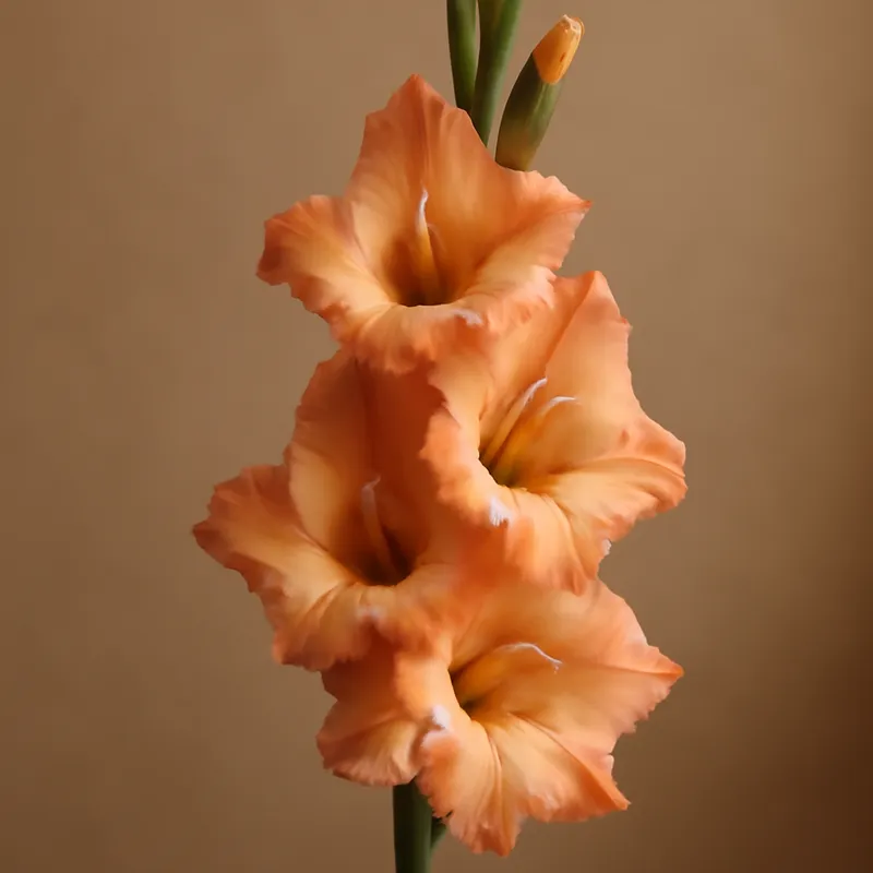 Gladiole – klassisch – Bild 1