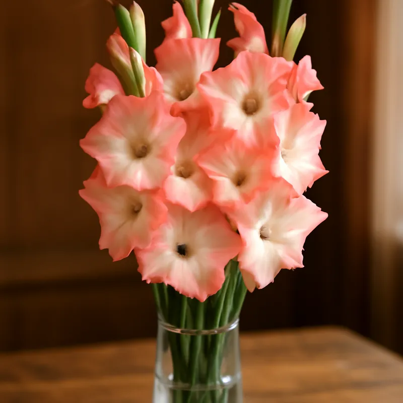Gladiole – klassisch – Bild 3
