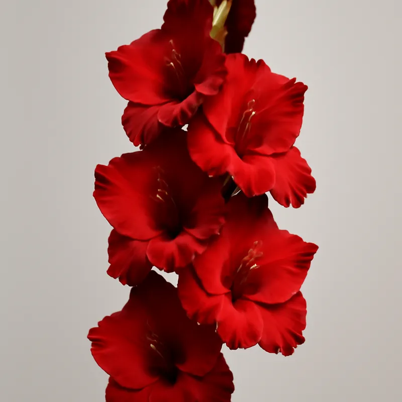Gladiole – rot – Bild 1