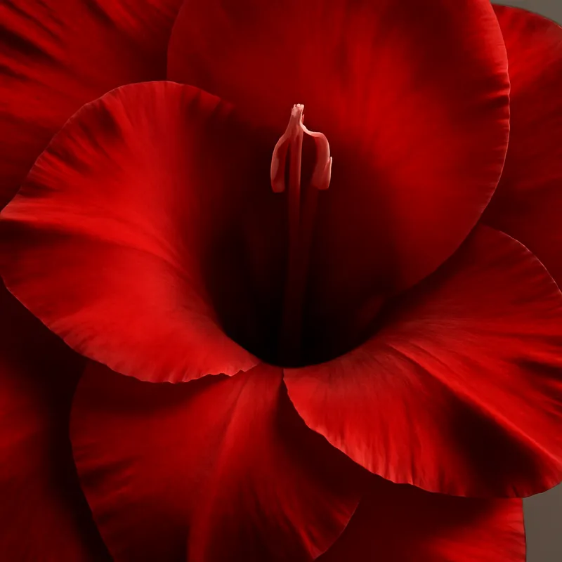 Gladiole – rot – Bild 2