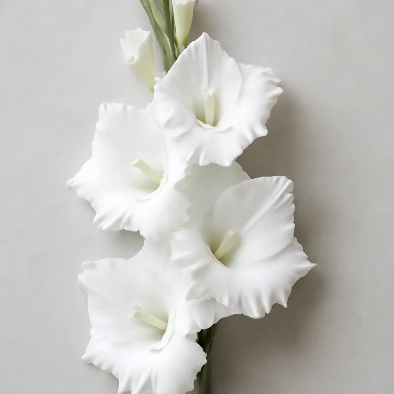Gladiole – weiss – Bild 1
