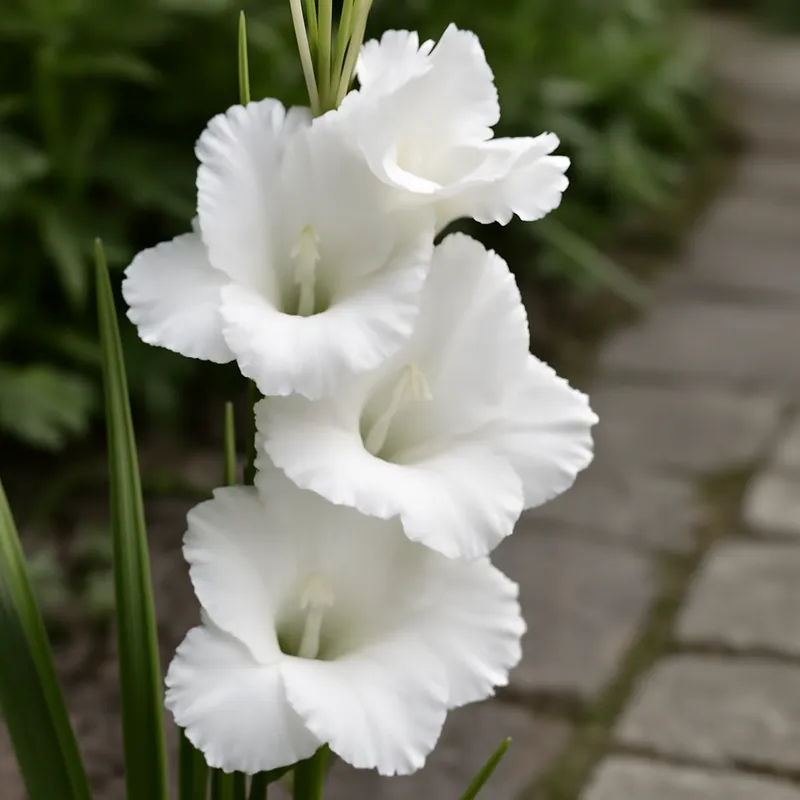 Gladiole – weiss – Bild 4