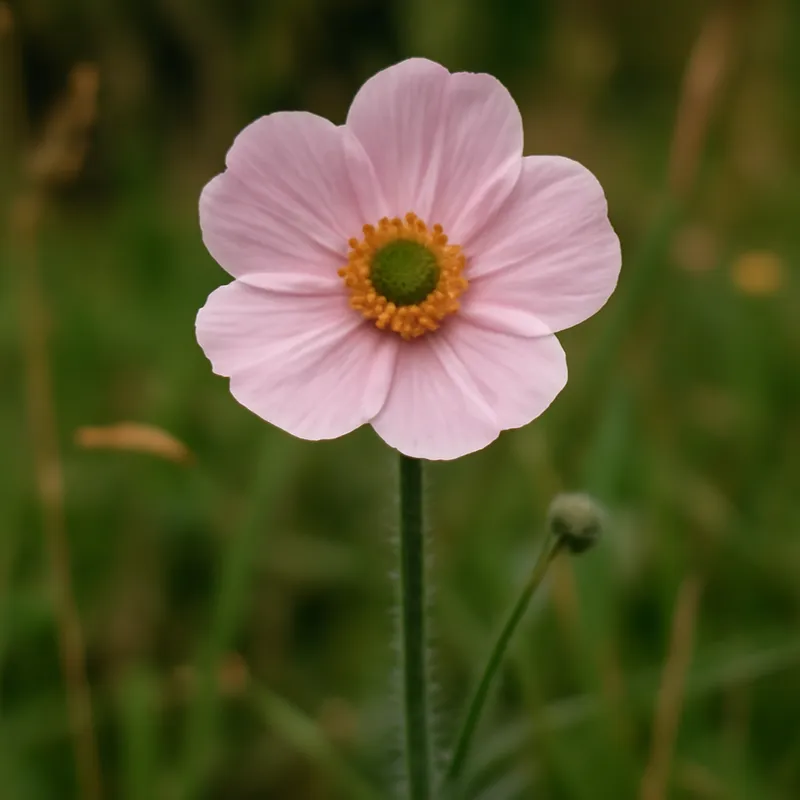 Hahnenfuß – rosa – Bild 4