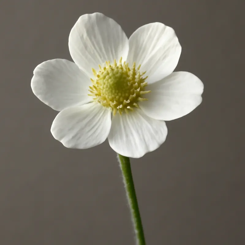 Hahnenfuß – weiss – Bild 1