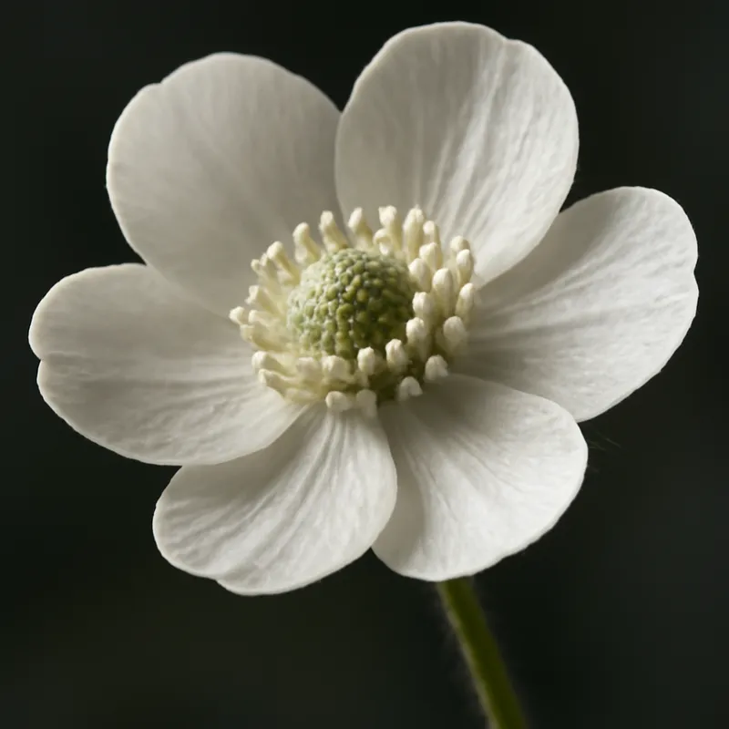 Hahnenfuß – weiss – Bild 2