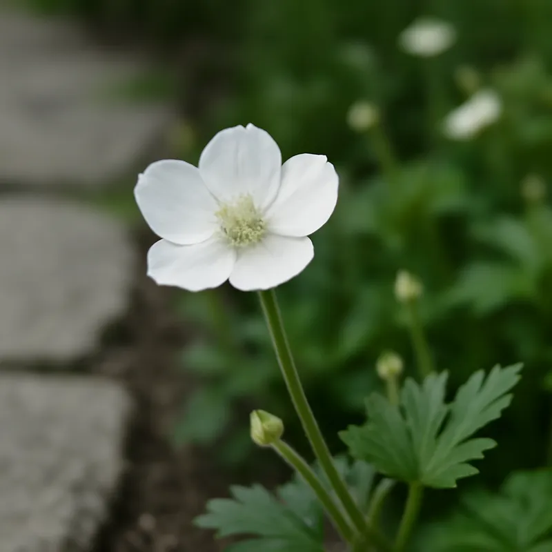 Hahnenfuß – weiss – Bild 4