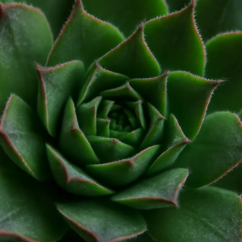 Hauswurz – klassisch – Bild 2