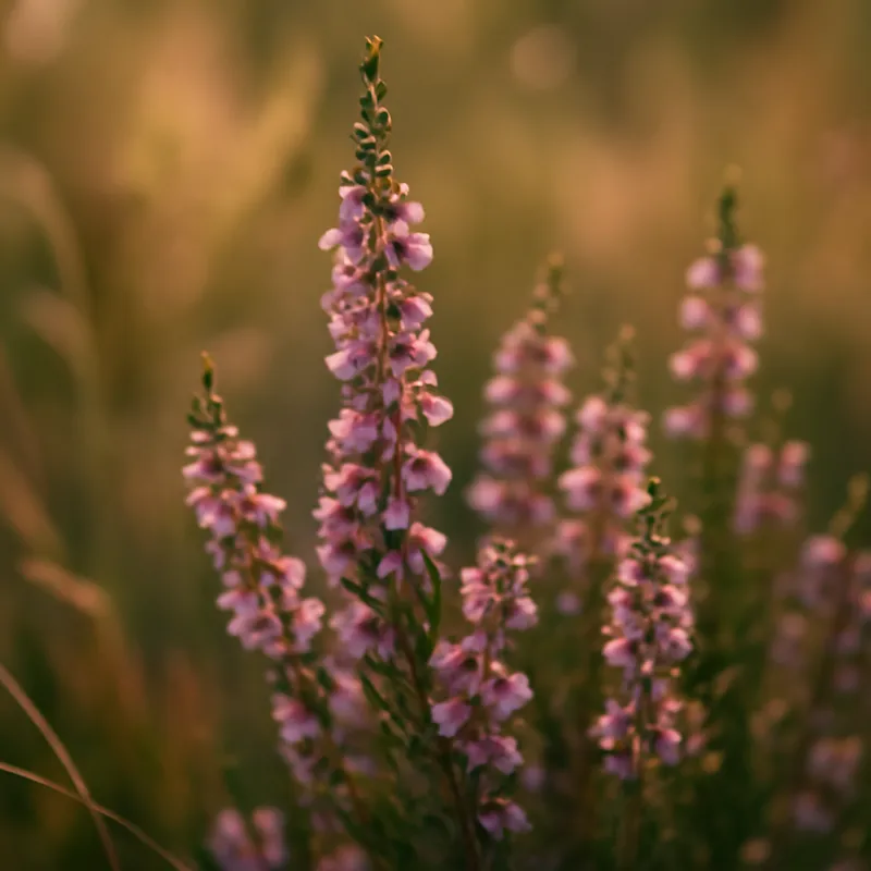 Heidekraut – klassisch – Bild 4