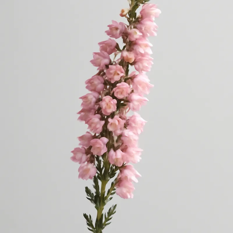 Heidekraut – rosa – Bild 1