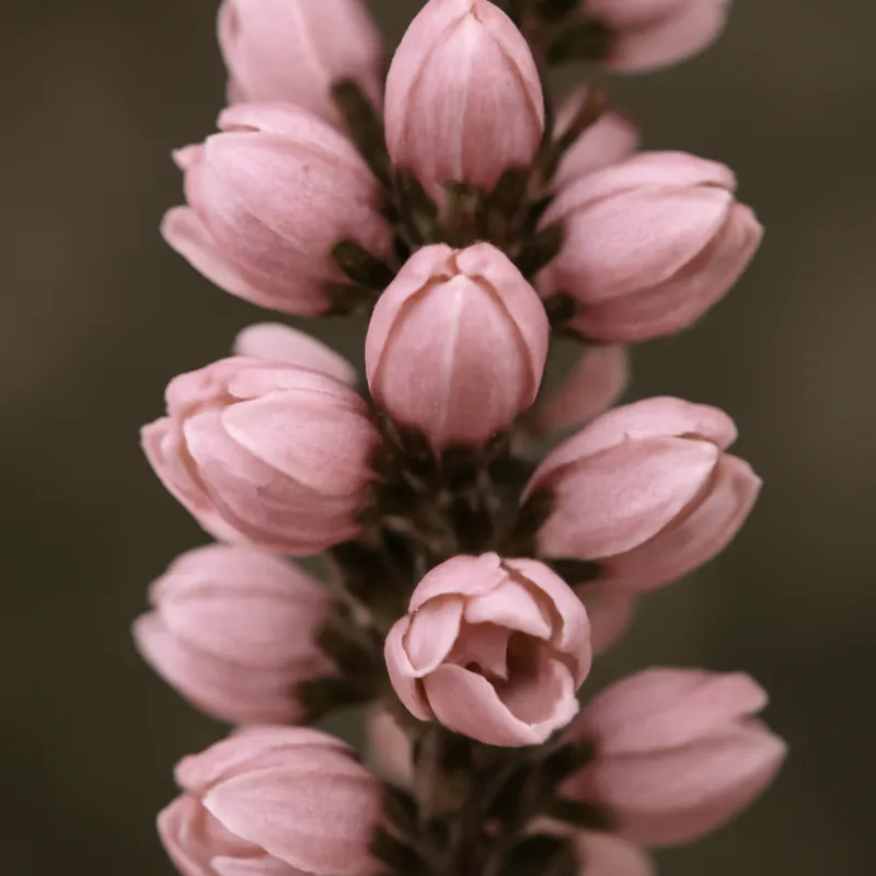 Heidekraut – rosa – Bild 2