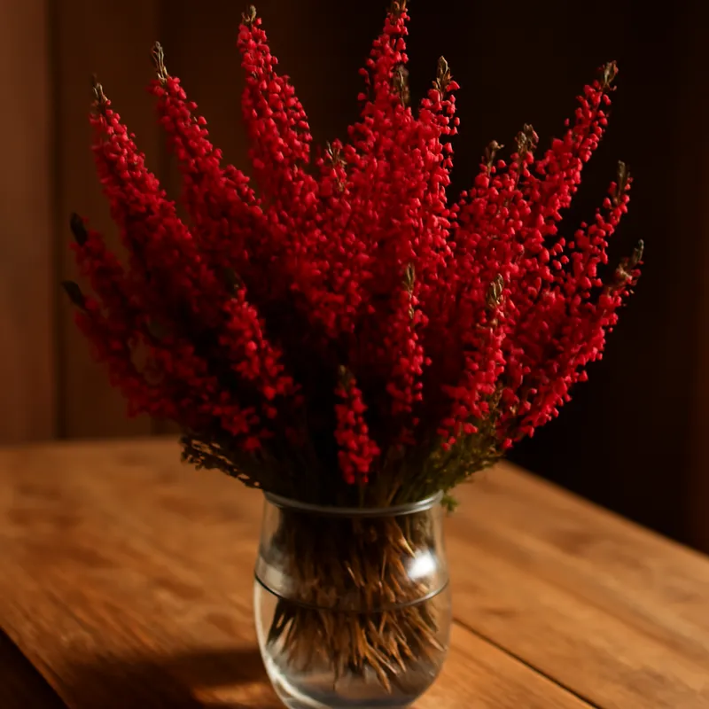 Heidekraut – rot – Bild 3