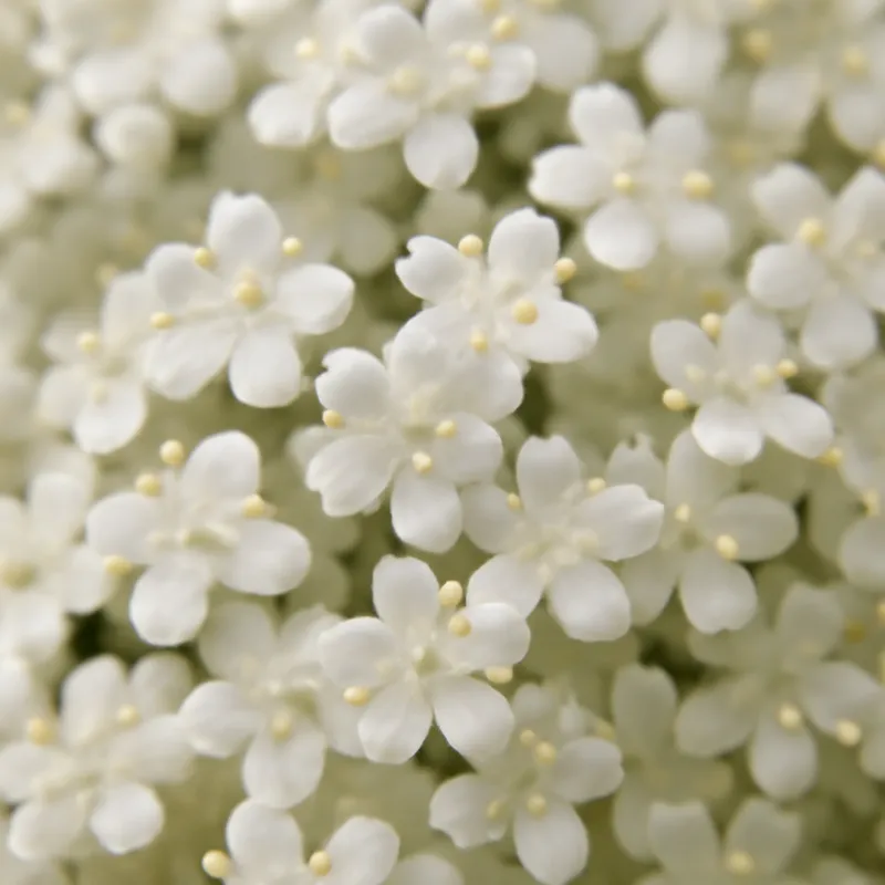 Holunder – klassisch – Bild 2