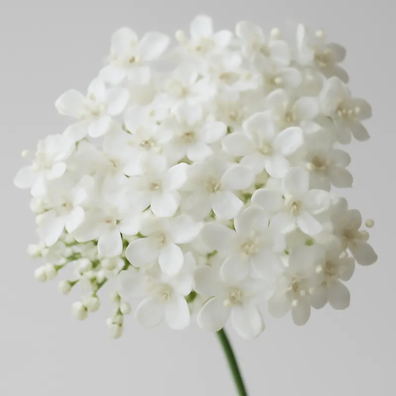 Holunder – weiss – Bild 2