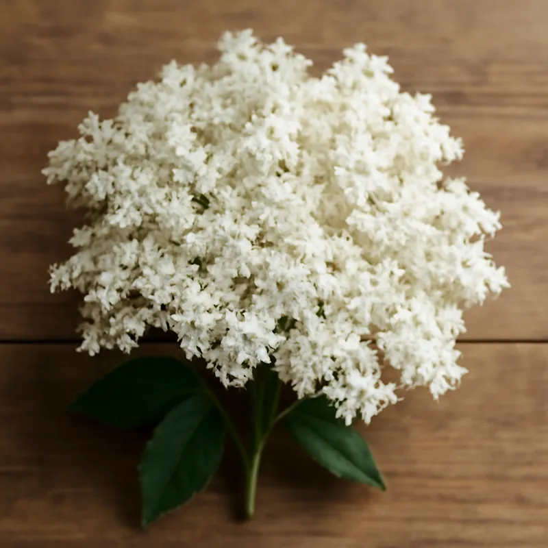 Holunder – weiss – Bild 3