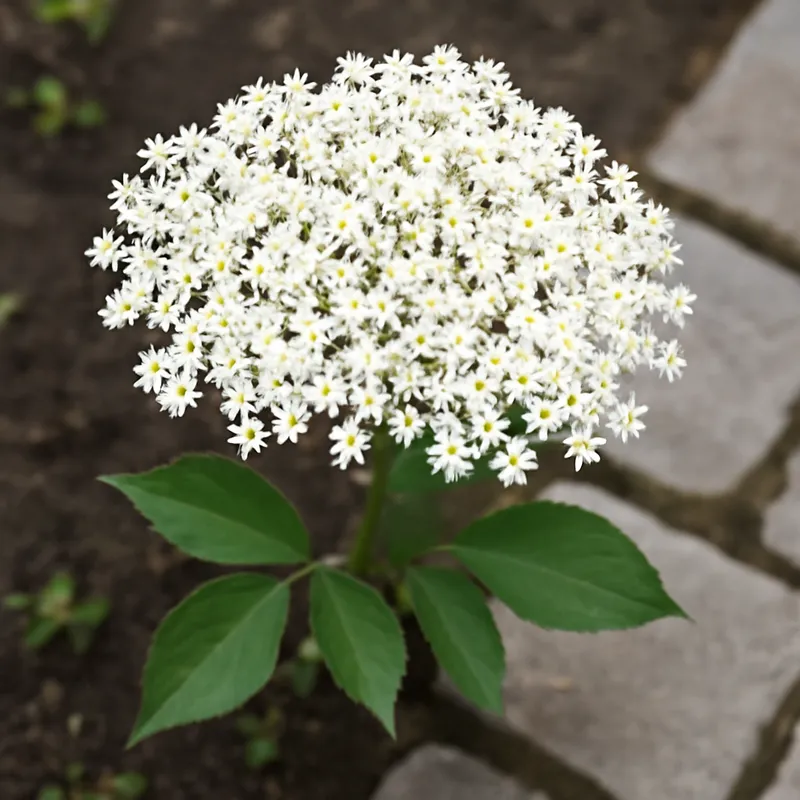 Holunder – weiss – Bild 4