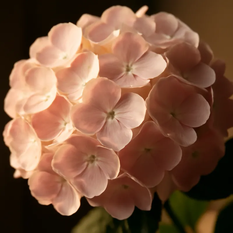 Hortensie – klassisch – Bild 2