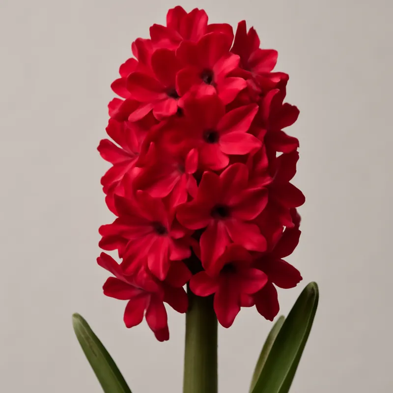 Hyazinthe – rot – Bild 1