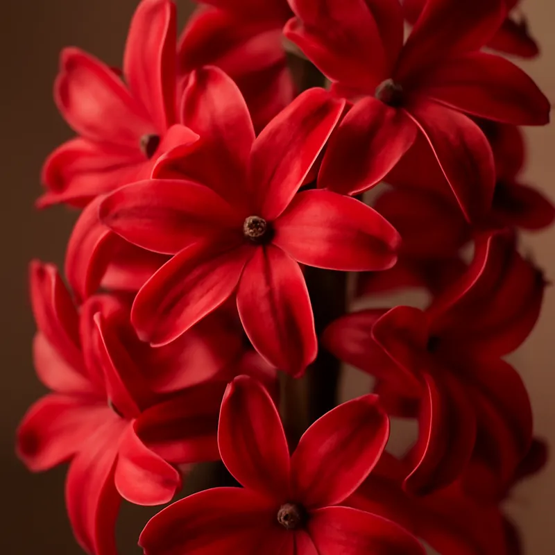 Hyazinthe – rot – Bild 2