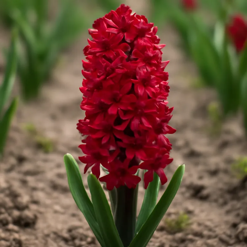 Hyazinthe – rot – Bild 4