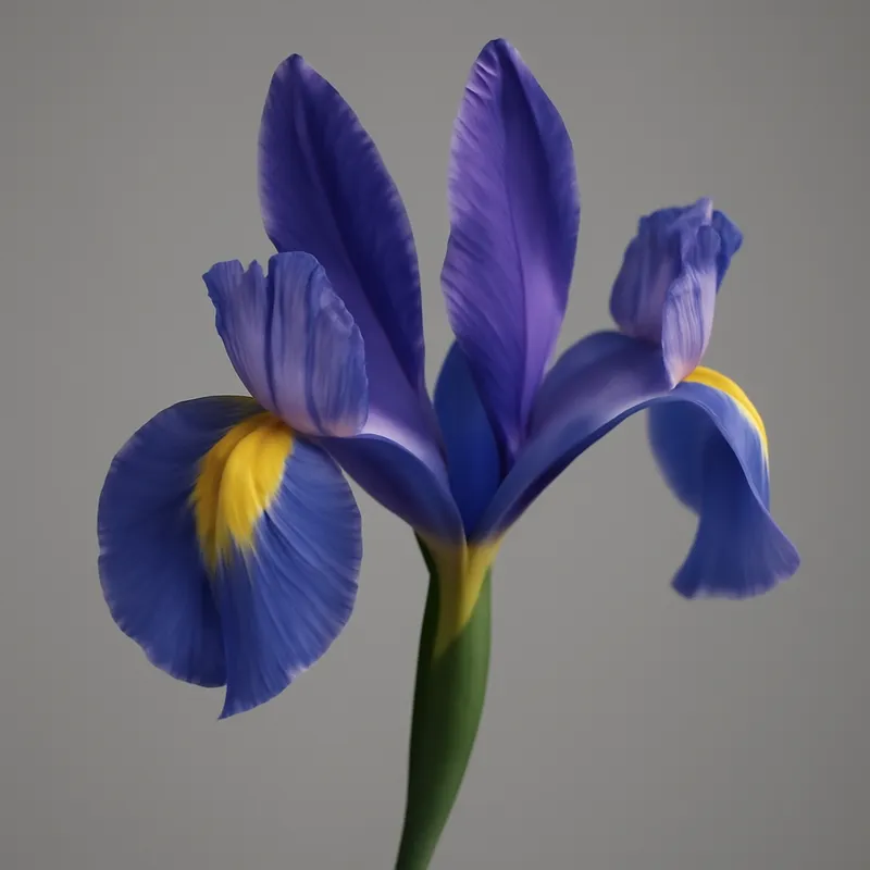 Iris – klassisch – Bild 1