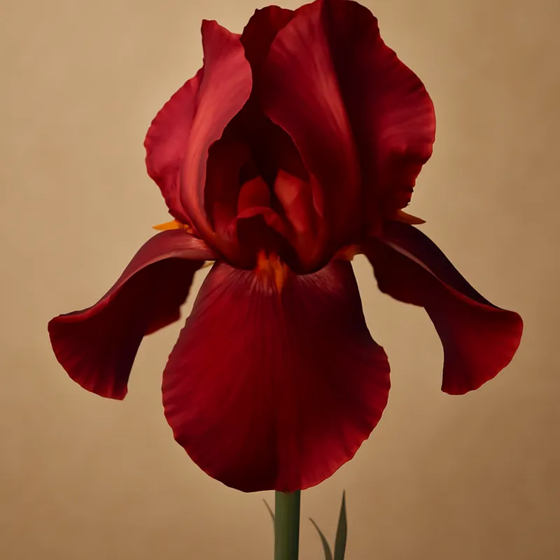 Iris – rot – Bild 1