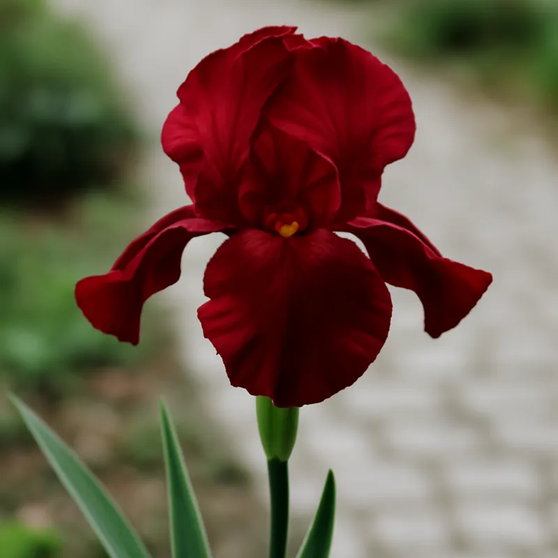 Iris – rot – Bild 4