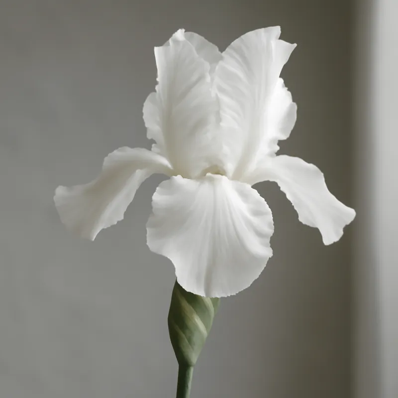 Iris – weiss – Bild 1