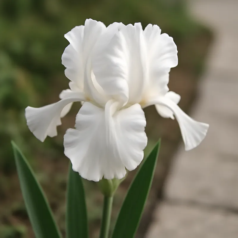 Iris – weiss – Bild 4