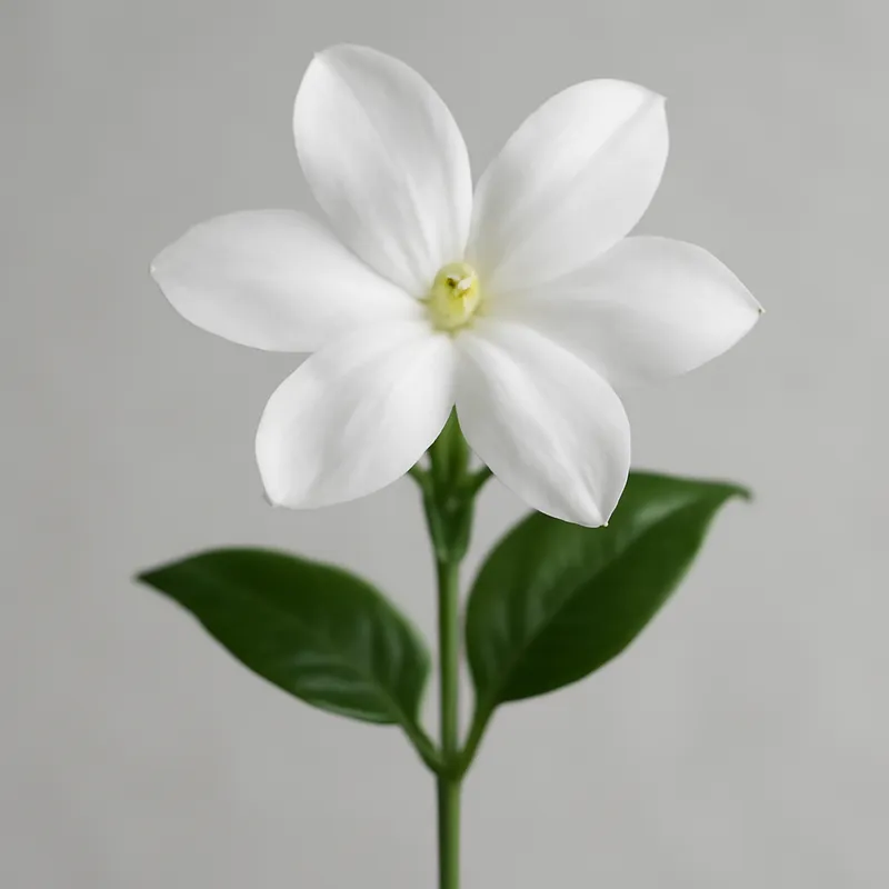 Jasmin – klassisch – Bild 1