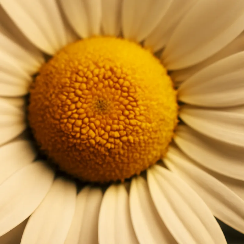 Kamille – klassisch – Bild 2