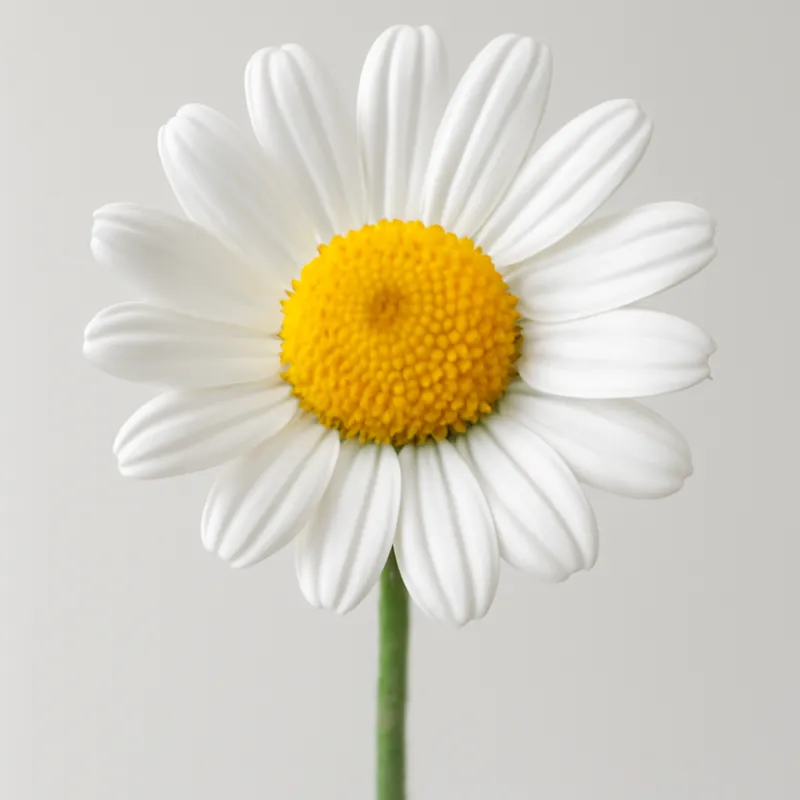 Kamille – weiss – Bild 1