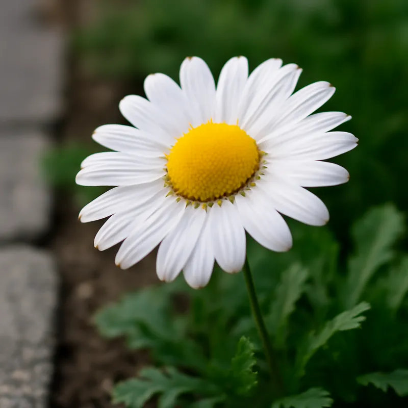 Kamille – weiss – Bild 4