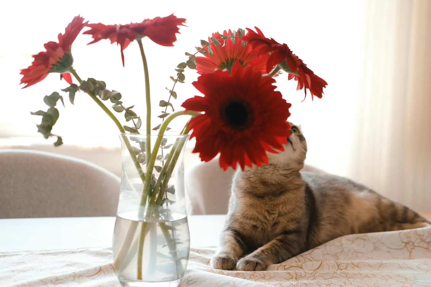 Katze neben Vase mit roten Gerbera auf dem Tisch, Gerbera ist oft eine sicherere Wahl in Haushalten mit Haustieren