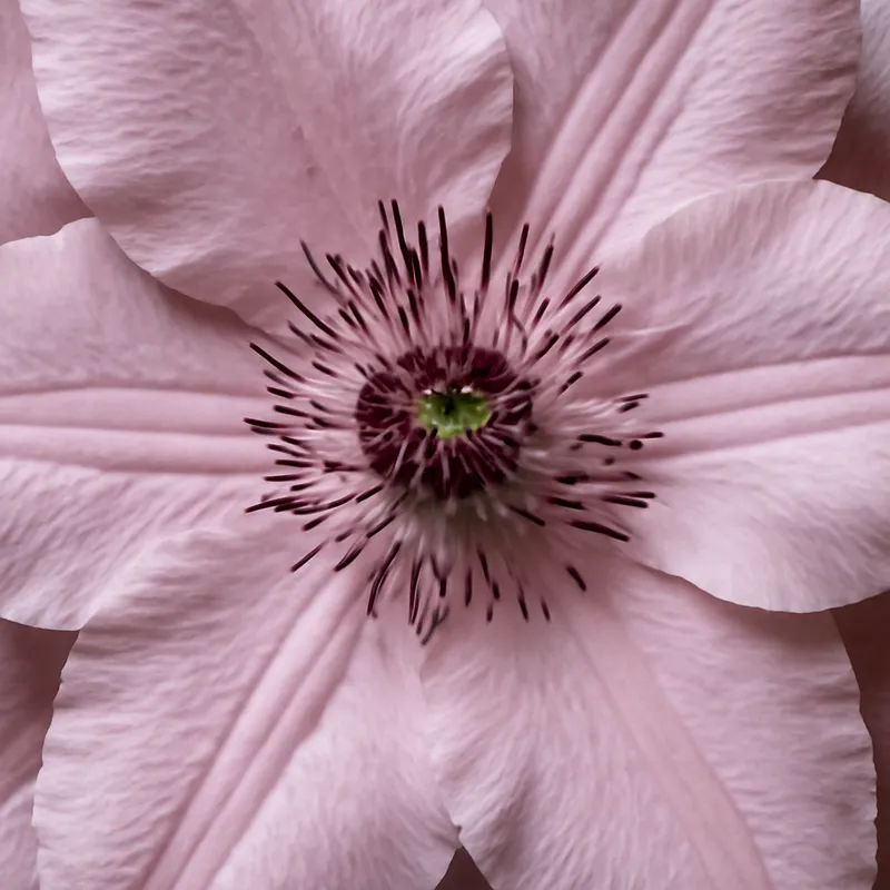 Klematis – rosa – Bild 2