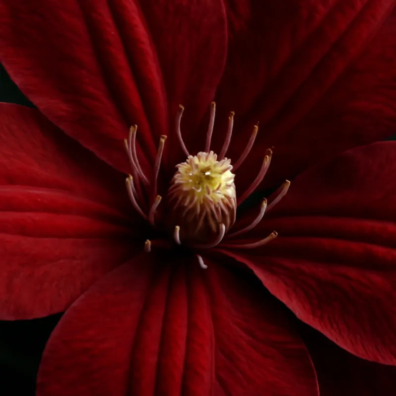 Klematis – rot – Bild 2