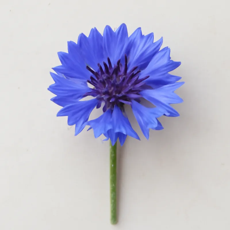 Kornblume – klassisch – Bild 1