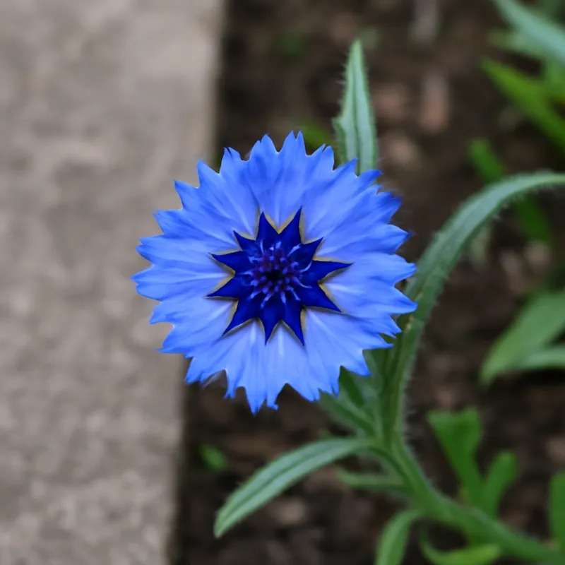 Kornblume – klassisch – Bild 4