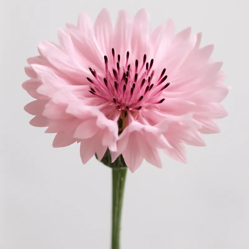 Kornblume – rosa – Bild 1